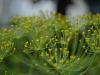 Parasitic Wasp on a Dill Flower