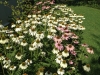 Echinacea border planting