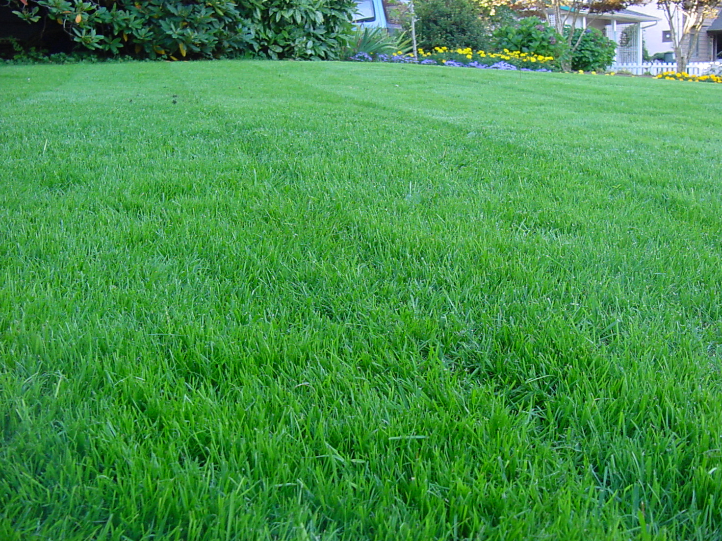 mexican lawn care