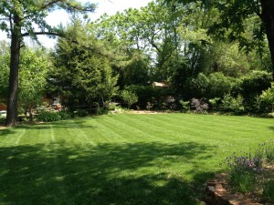 Fall Lawn Renovation the Organic Way