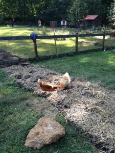 Rainwater-Harvesting Earthworks - Swale Chickens