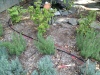Drip irrigation