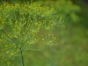 Parasitic Wasps on a Dill Flower