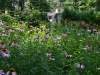 Echinacea Meadow