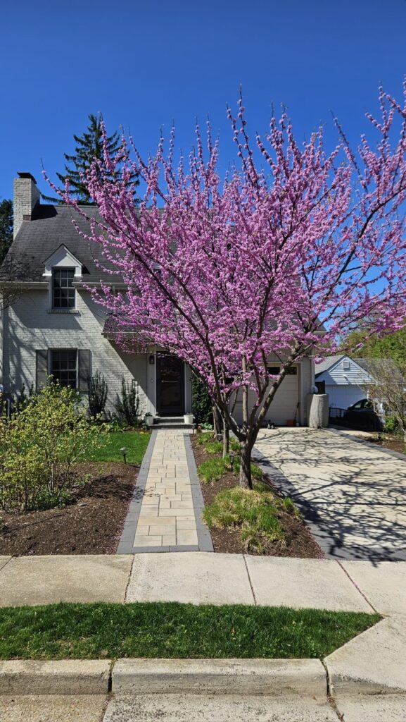 Ecological Garden Design: We planted native Redbud trees to shade the driveway