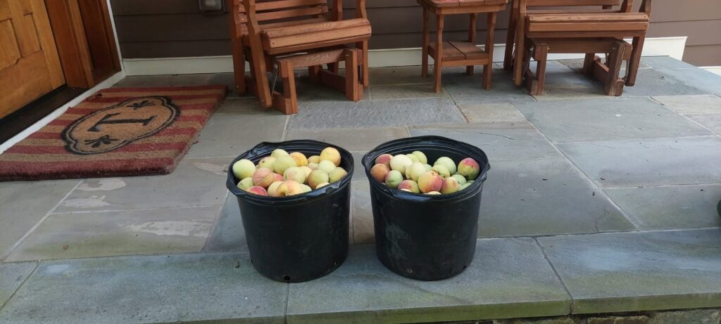 We harvested two buckets of peaches from a client's trees and left them on their porch