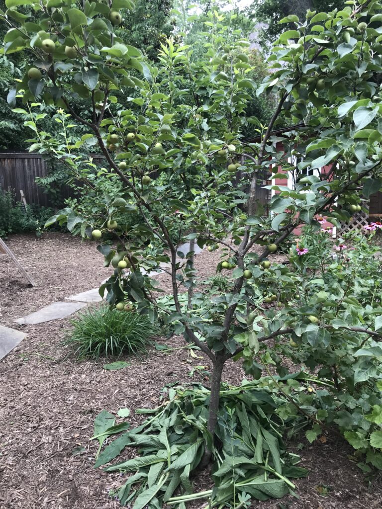 Young Pear trees with fruit and dressed with comfrey leaves for nutrients