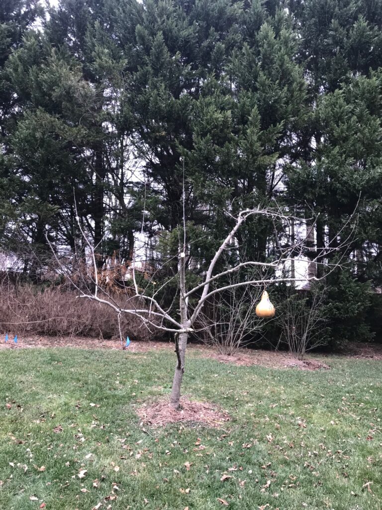 Apple tree after pruning with clear central leader and scaffolding branches