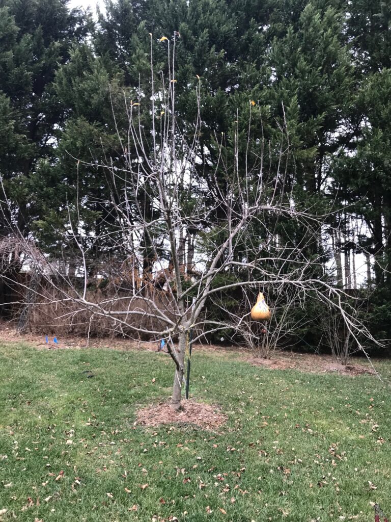 Unpruned apple tree with dense, tangled branches before winter pruning