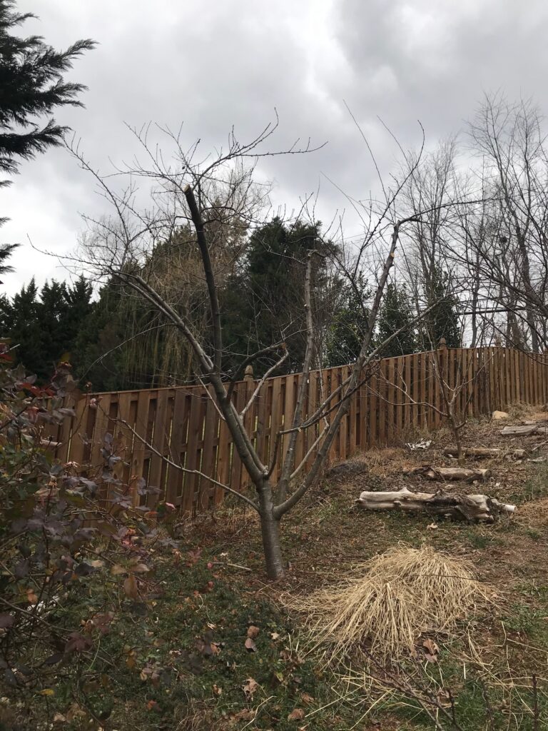 Fruit Tree Pruning: A peach tree after pruning with an open center 