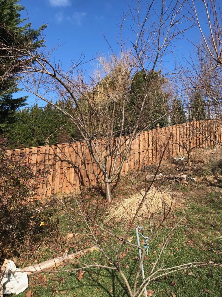 Fruit Tree Pruning: Unpruned peach tree with dense, tangled branches before winter pruning
