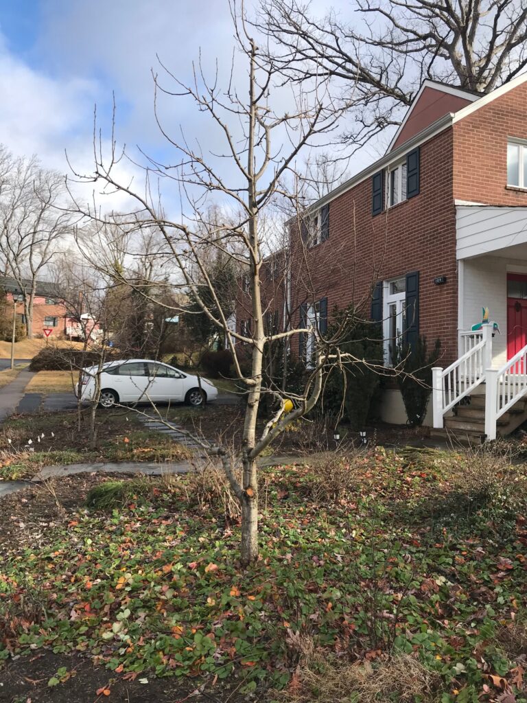 Pear tree after pruning with structural branches visible 