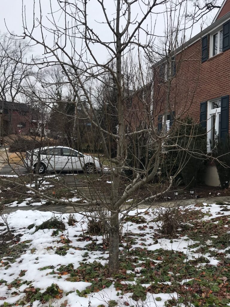 Unpruned pear tree with dense, tangled branches before winter pruning