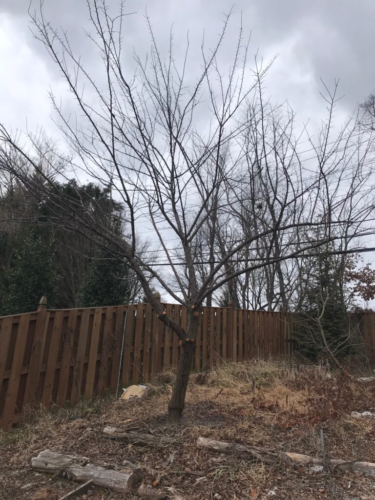 Plum tree after pruning with lower branches removed and interior cleaned up.