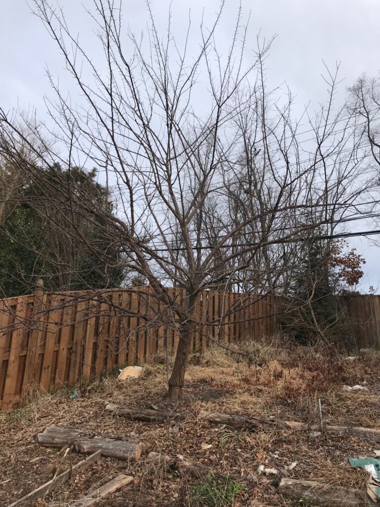 Unpruned plum tree with dense, tangled branches especially in the lower canopy prior to winter pruning